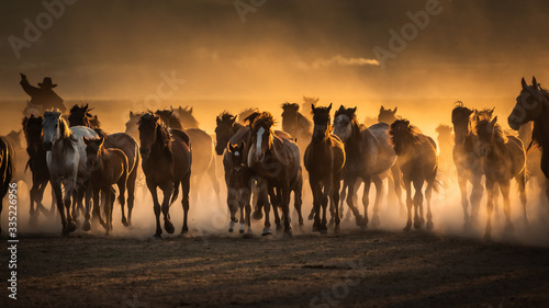 Free horses, left to nature at sunset. Cappadocia, Turkey