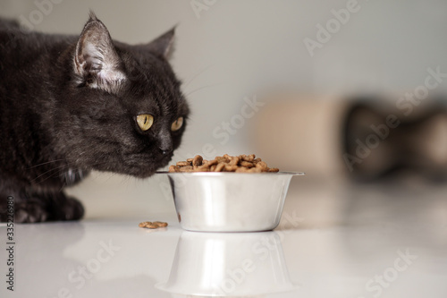 Fototapeta Naklejka Na Ścianę i Meble -  cute brown scottish cat eats dry food on the kitchen floor, close-up