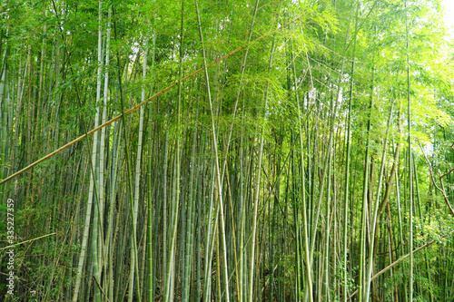 そびえ立つ大きな竹の集まり