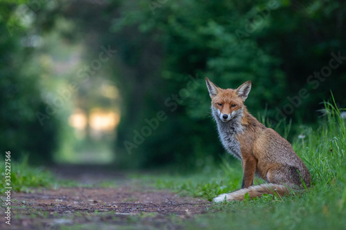 Junger Fuchs auf einem kleinen Weg am frühen Morgen © Marc Scharping