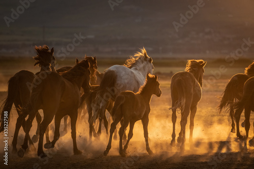 Free horses  left to nature at sunset. Cappadocia  Turkey