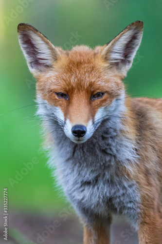 Portrait eines jungen Fuchses © Marc Scharping