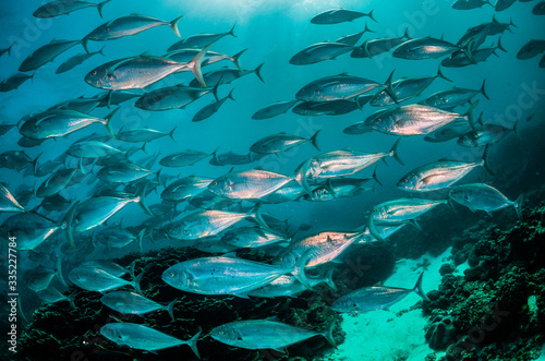Schooling silver fish swimming in clear blue ocean © Aaron