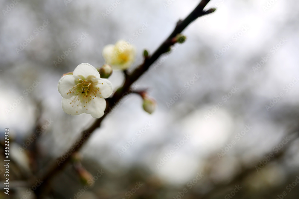 In winter, a white plum is blooming beautifully on the branch In winter, a white plum is blooming beautifully on the branch