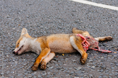 Dead fox roadkill on a rural road with its intestines guts exposed photo