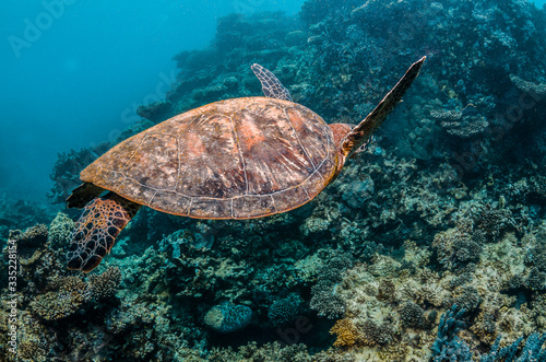 Green Sea Turtle Swimming Freely  in Clear Blue Ocean © Aaron