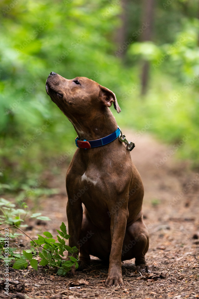 Adorable red dog walks outdoor at summer