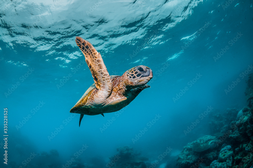 Green Sea Turtle Swimming Freely in Clear Blue Ocean Stock Photo ...