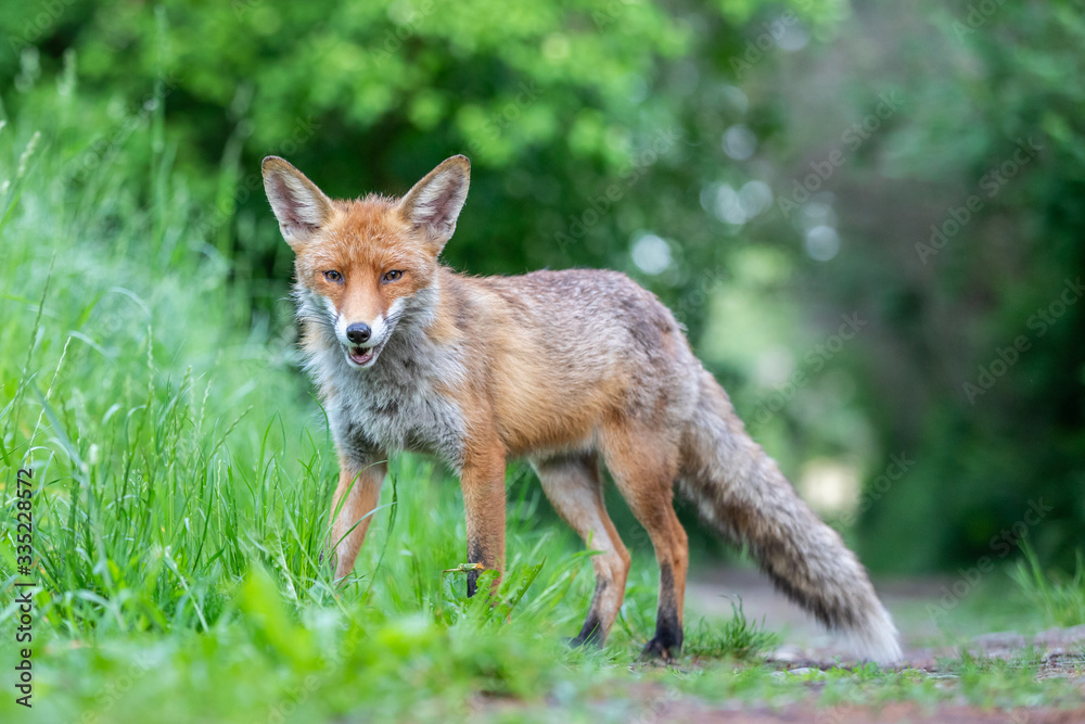Junger Fuchs auf einem kleinen Weg am frühen Morgen Junger Fuchs auf einem kleinen Weg am frühen Morgen