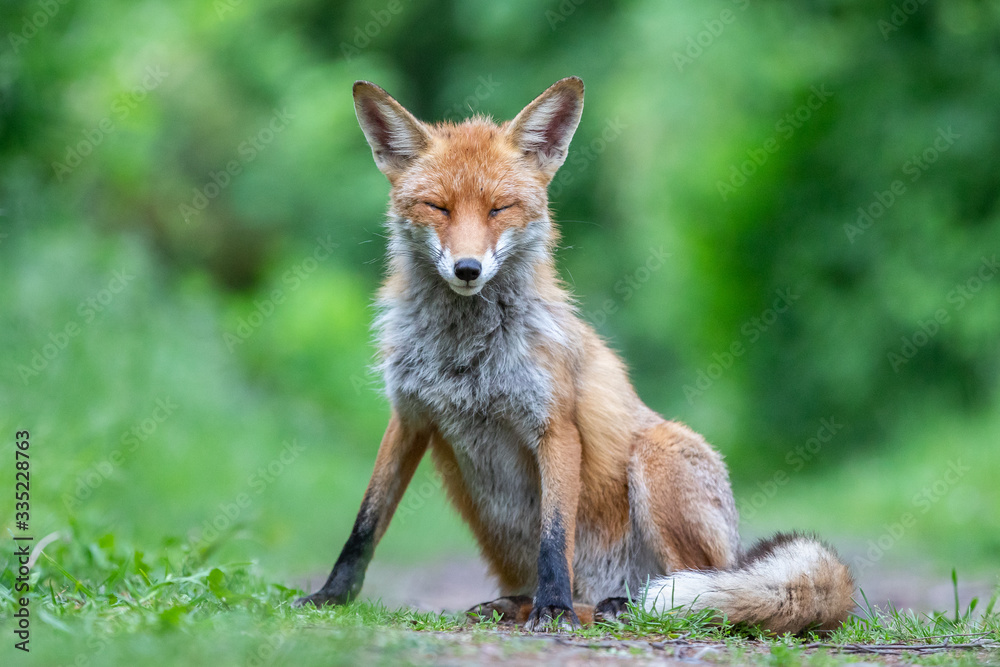 Junger Fuchs auf einem kleinen Weg am frühen Morgen