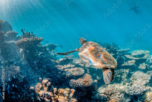 Green Sea Turtle Swimming Freely  in Clear Blue Ocean