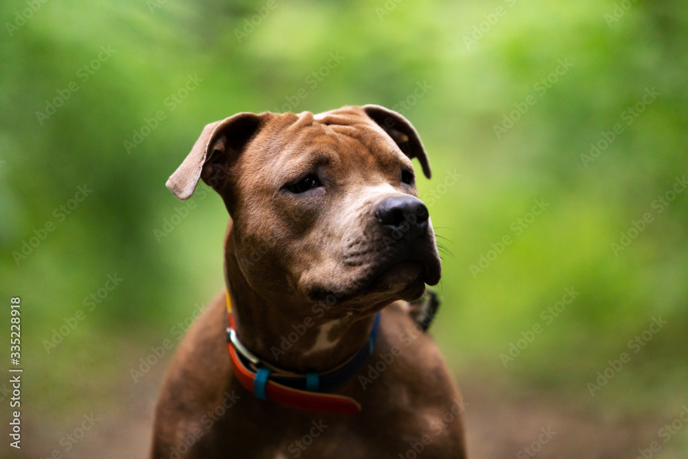 Adorable red dog walks outdoor at summer
