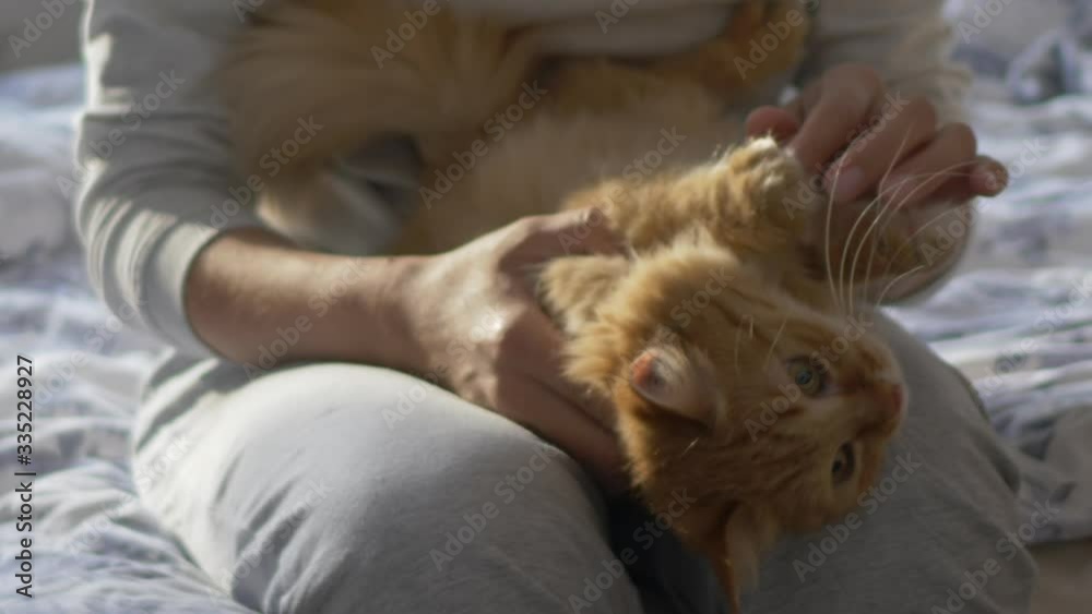 Woman is stroking cute ginger cat in bed. Fluffy pet purring with pleasure. Mornng bedtime in cozy home. Woman is stroking cute ginger cat in bed. Fluffy pet purring with pleasure. Mornng bedtime in cozy home.