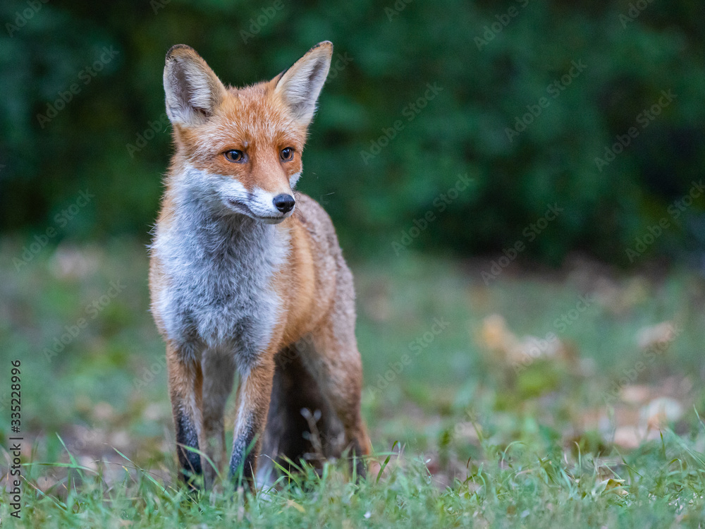 Junger Fuchs auf einer Wiese am frühen Morgen Junger Fuchs auf einer Wiese am frühen Morgen