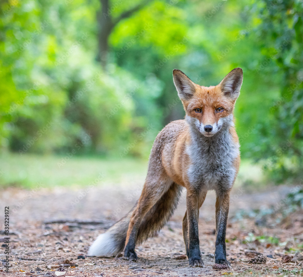 Junger Fuchs auf einem kleinen Weg am frühen Morgen