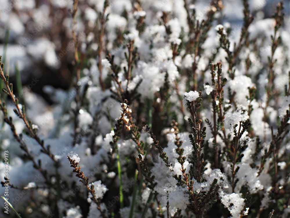 heather covered with shining snow heather covered with shining snow