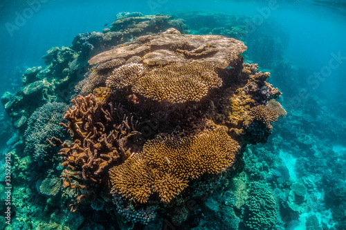 Underwater Image of Colorful Coral Reef in Clear Tropical Water