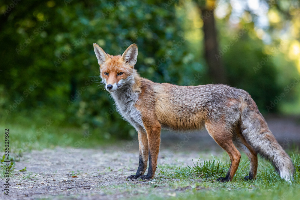 Junger Fuchs auf einem kleinen Weg am frühen Morgen Junger Fuchs auf einem kleinen Weg am frühen Morgen