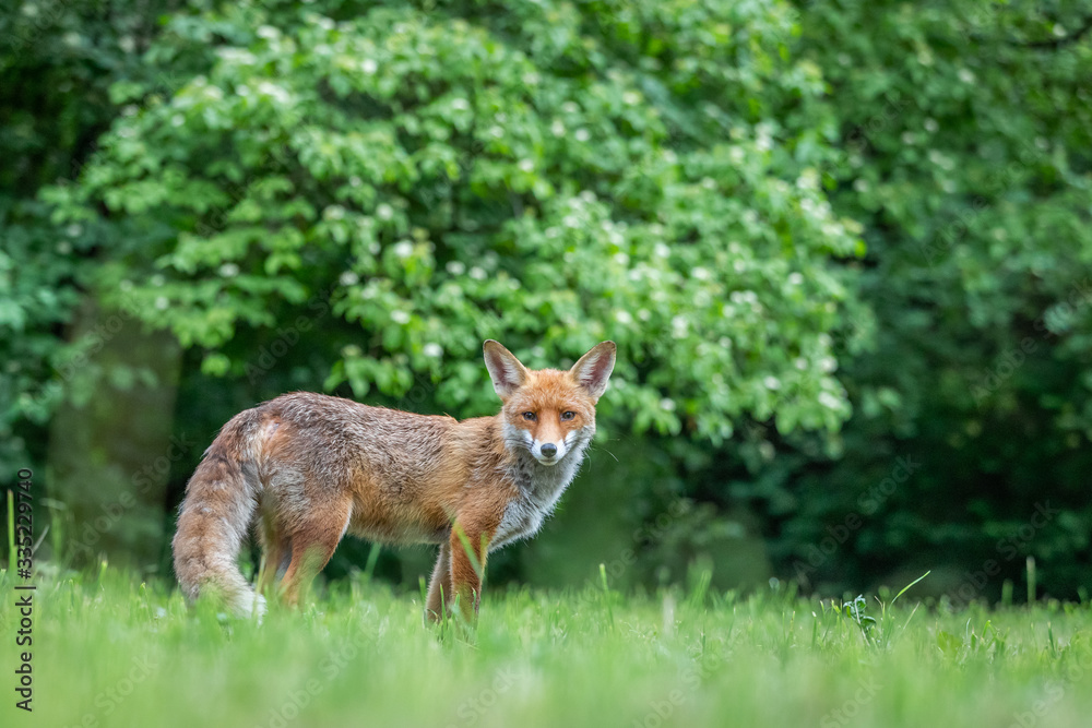 Junger Fuchs auf einer Wiese am frühen Morgen