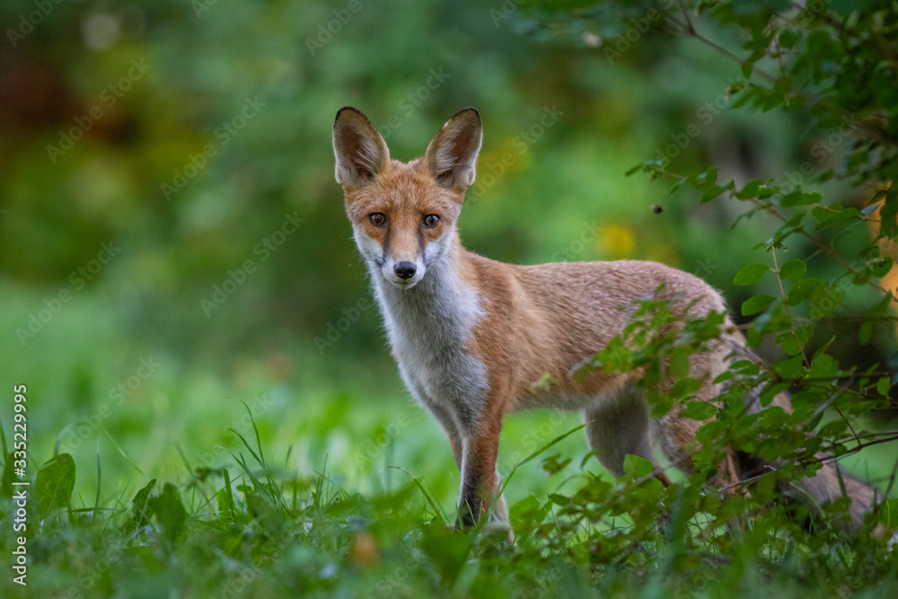 Obraz premium Junger Fuchs auf einer Wiese am frühen Morgen