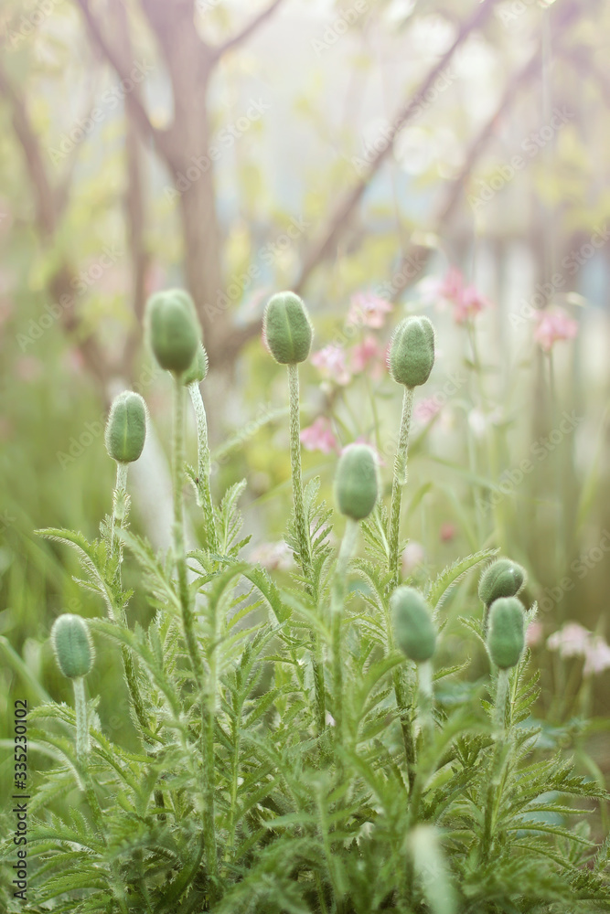 Spring background with poppy buds. Not blooming buds of red poppy. Spring background with poppy buds. Not blooming buds of red poppy.