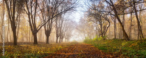 Panorama of footpath with fallen leaves through foggy forest in autumn