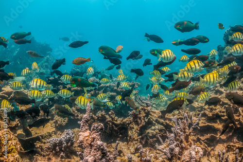 Tropical reef fish swimming among colorful coral reef © Aaron