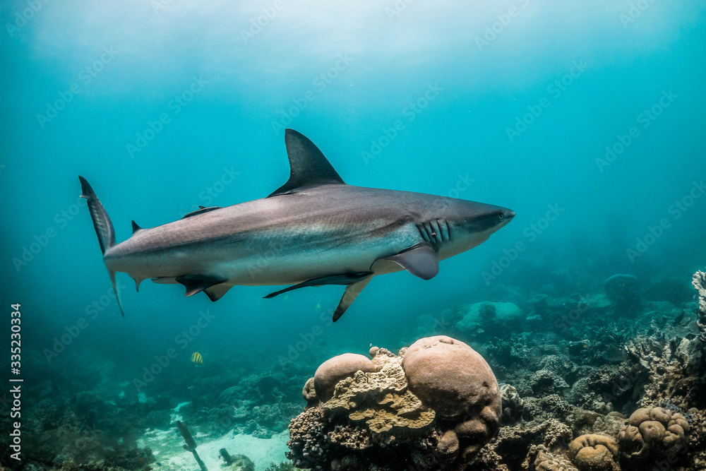 Obraz premium Grey Reef Shark Swimming in Clear Blue Ocean