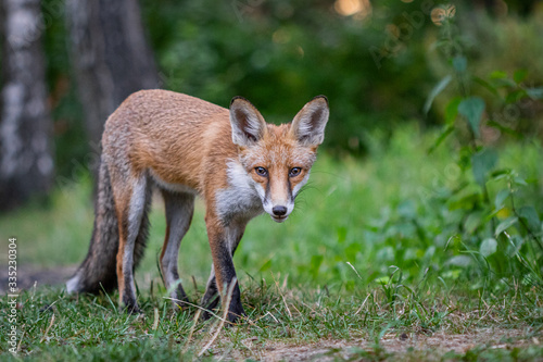 Junger Fuchs auf einem kleinen Weg am frühen Morgen © Marc Scharping