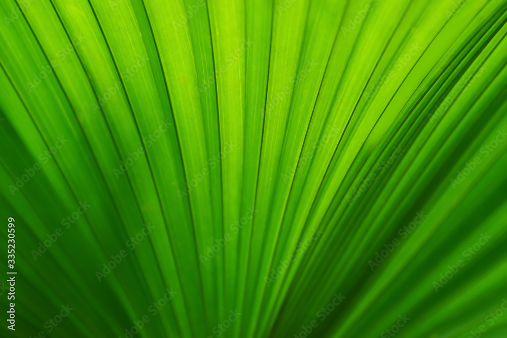 Natural green leaves Looks beautiful and refreshing Natural green leaves Looks beautiful and refreshing