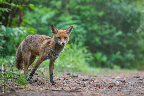Junger Fuchs im Regen © Marc Scharping