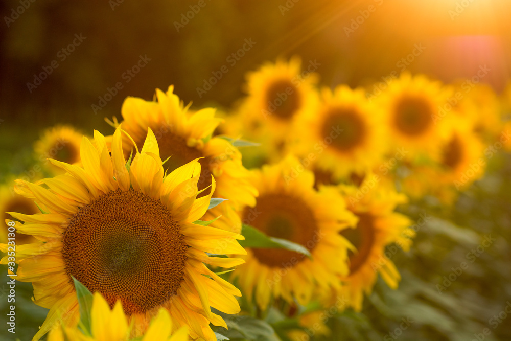 Sunflower field at sunset. Filtered Instagram effect