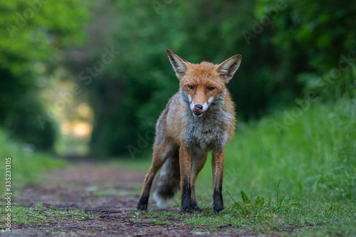 Junger Fuchs auf einem kleinen Weg am frühen Morgen