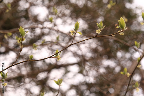 クロモジの新芽と花