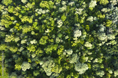 Aerial drone photo looking down on magical summer forest. Nature background. Landscape photography
