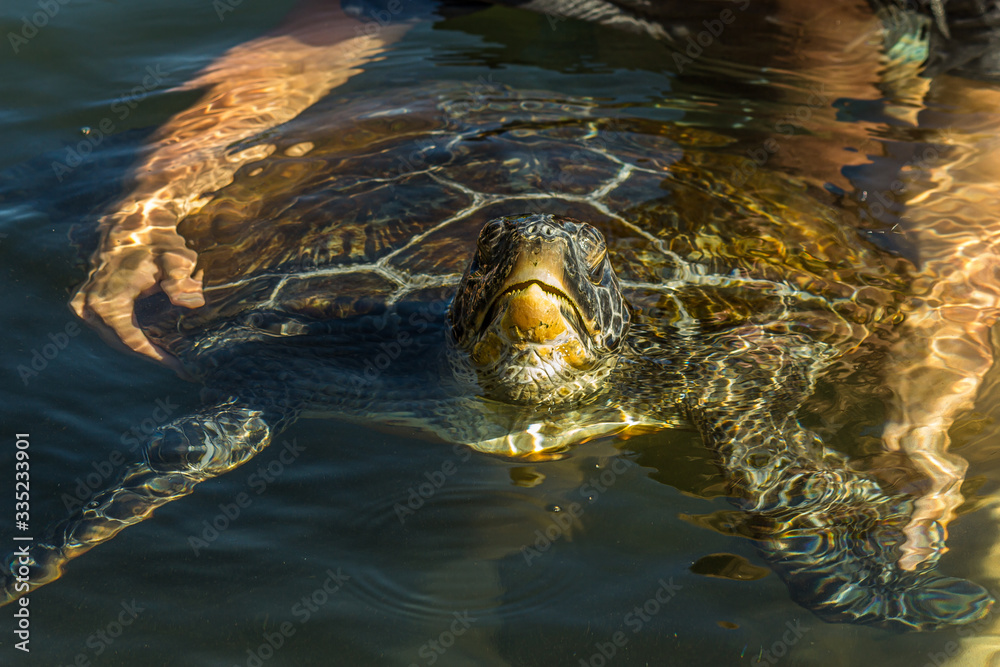 Obraz premium Man holds green sea turtle (Chelonia mydas) by the shell