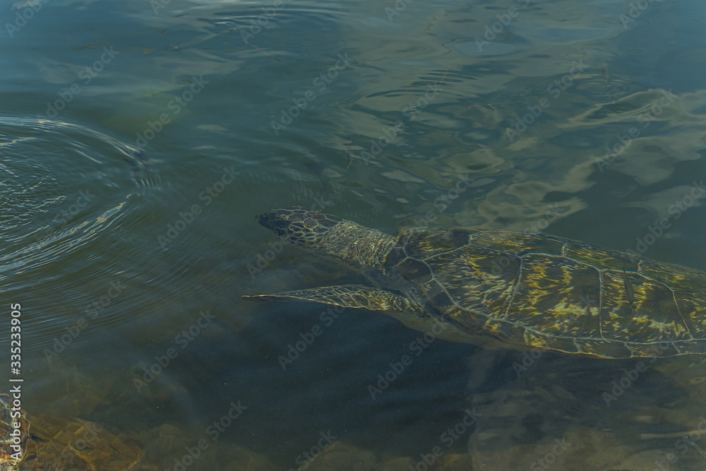 The green sea turtle (Chelonia mydas), also known as the green turtle, black (sea) turtle or Pacific green turtle, is a species of large sea turtle of the family Cheloniidae. The green sea turtle (Chelonia mydas), also known as the green turtle, black (sea) turtle or Pacific green turtle, is a species of large sea turtle of the family Cheloniidae.