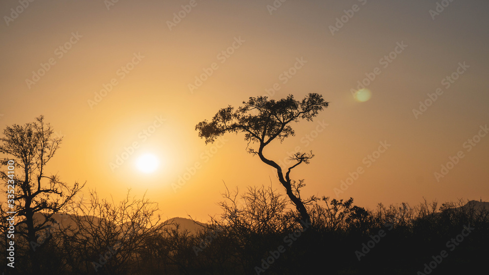 sunrise in South African savannah