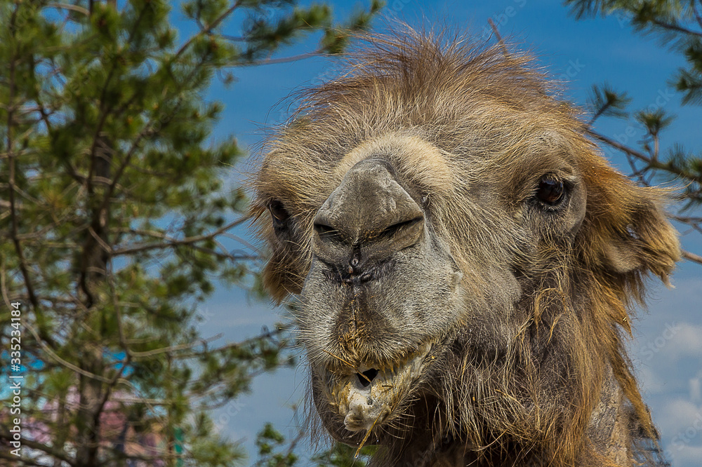 The Bactrian camel (Camelus bactrianus) is a large, even-toed ungulate native to the steppes of Central Asia. It has two humps on its back, in contrast to the single-humped dromedary camel.