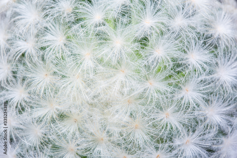 textured of Cactus thorns plant. cactus needle background. textured of Cactus thorns plant. cactus needle background.