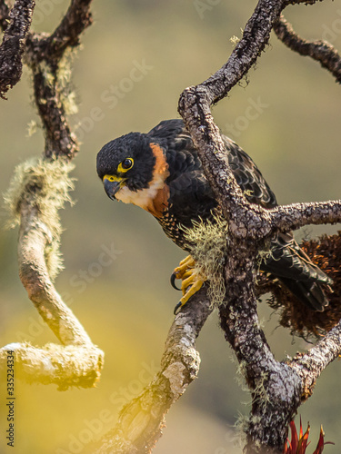 Tiny hawk (Accipiter superciliosus) on top of Roraima (Venezuela)