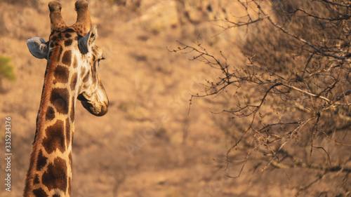 Photography giraffe in the wild