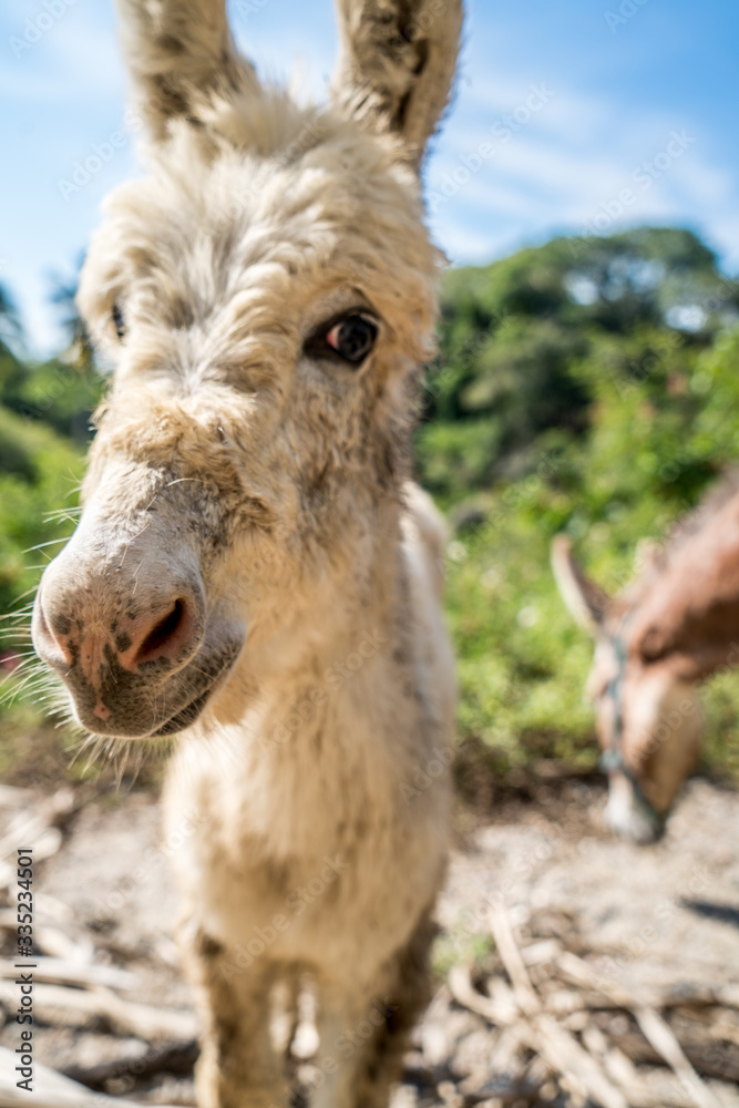 Donkey portrait