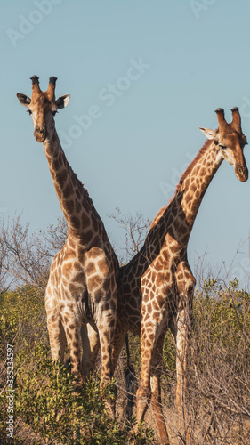 Canvas Print giraffes in the savannah