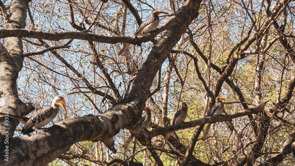 Fototapeta premium Yellow beak hornbill