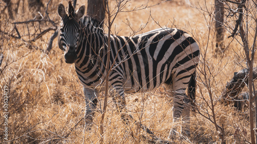 Zebra in the savannah