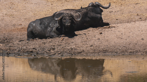 Buffalos in Kruger national park South Africa