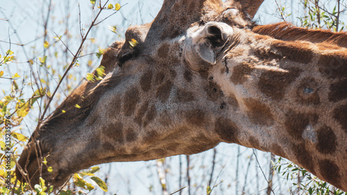 Canvas Print giraffe eating grass