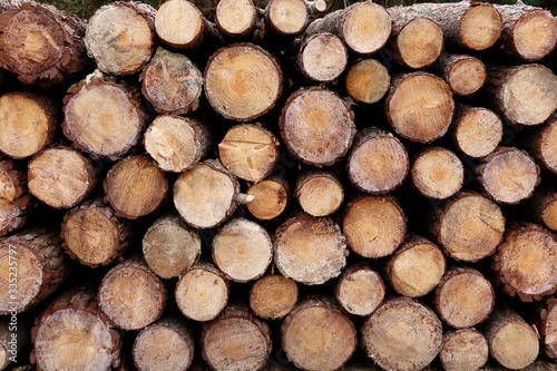 Natural wood sandwood wood slices