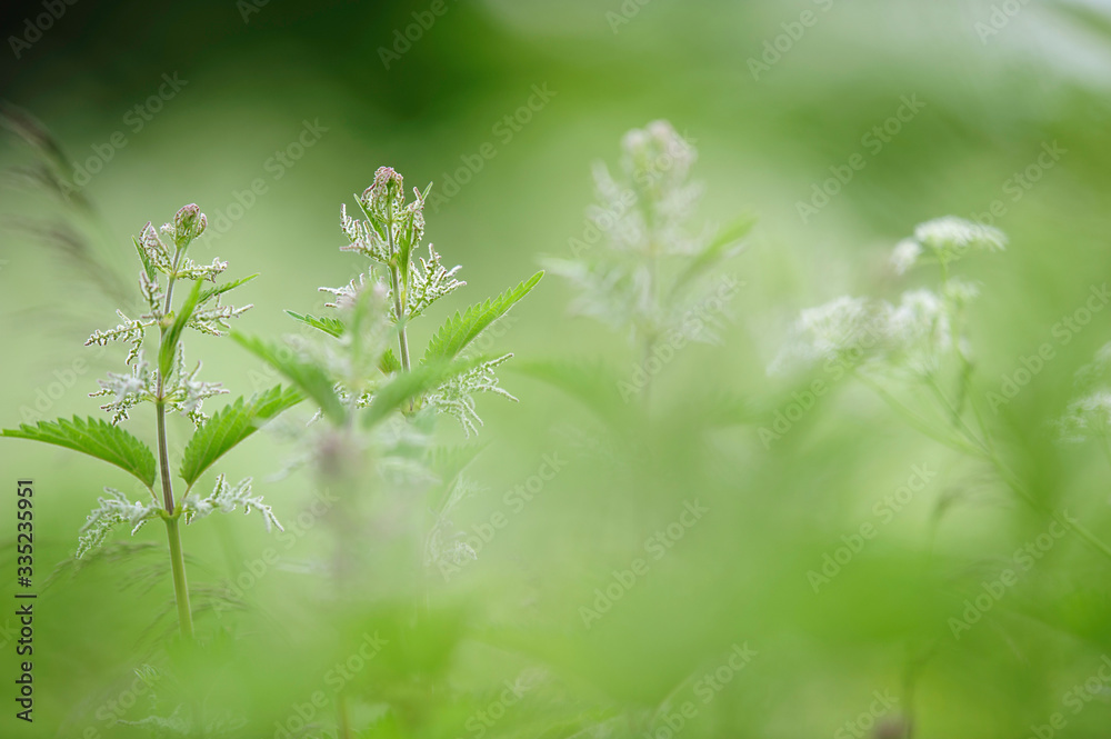 Stinging nettle (Urtica dioica) in the field. Selective focus and shallow depth of field. Stinging nettle (Urtica dioica) in the field. Selective focus and shallow depth of field.